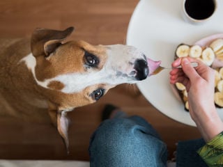 10 Human Foods that are Safe for Dogs to Eat