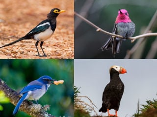 10 Unique Bird Species You Can See in California