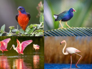 10 Most Unique Birds in Florida