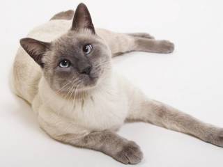Siamese is one of the miniature breeds