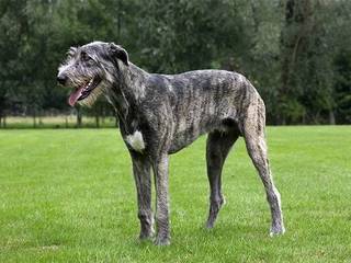 Irish Wolfhound: stern giant with gentle and loving heart