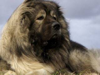 Caucasian Shepherd Dog