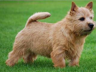 Norwich Terrier