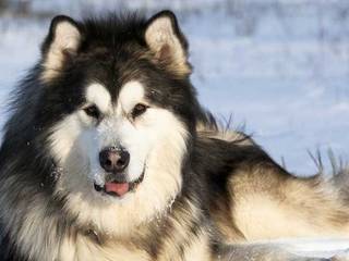 Alaskan Malamute, the riding dog.