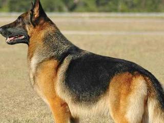 Dog breed of German Shepherd