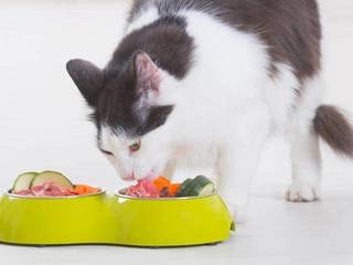 How to feed a cat, ready to feed or organic foods?