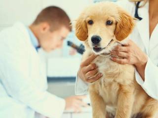 Care of puppy: the first meeting.