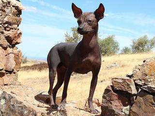 FOR THOSE WHO LOVE cheaper: Mexican Hairless Dog