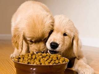 Feed your dog properly