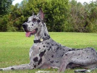 German Dane