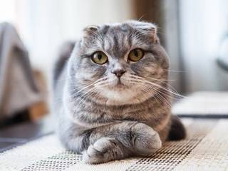 Scottish Fold Cat