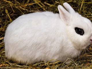 Pygmy fancy rabbits. How to take care of them?