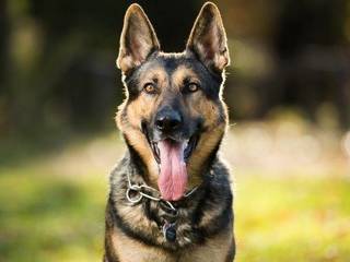 Universal Shepherd breed