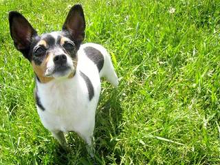 Rat Terrier