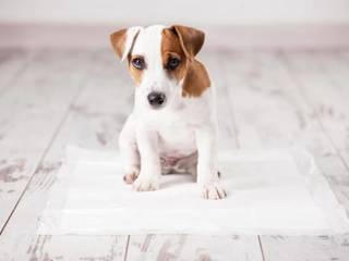 Observations and small dog breeds training