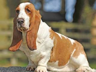 Stubborn clown Basset Hound