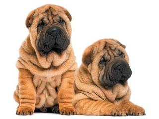 Sharpei dog