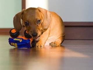 Raising a puppy in the apartment