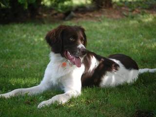 Rare breeds of dogs: Dutch partridge dog