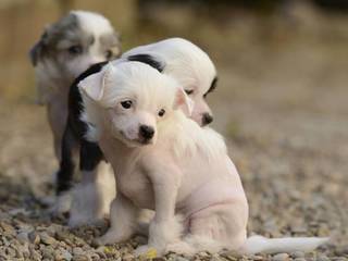 Chinese crested dog