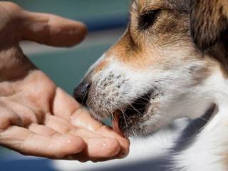 Effect on the body of worms dogs