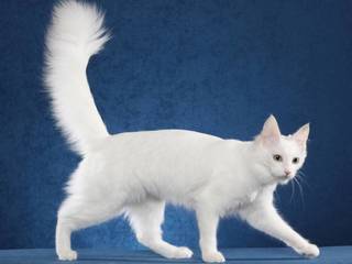 Turkish Angora