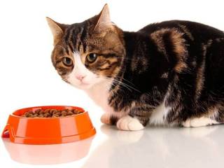 Perfect pet food. Healthy animals without medicine