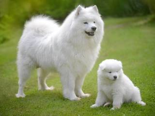 Samoyed