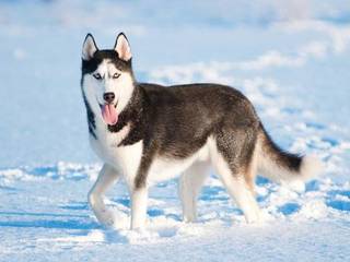 Finnish reindeer herding huskies