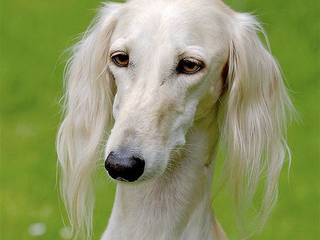 Rare Dog Breeds: Saluki