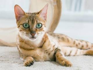 Cat treats: Truth or Myth?