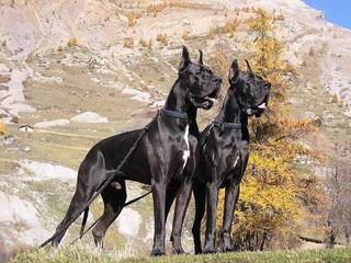 Great Dane – a silent bodyguard