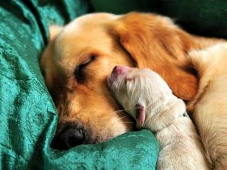 10 golden rules of taking care of a puppy
