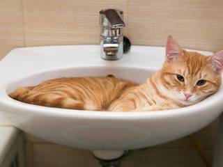 How to bathe a cat?