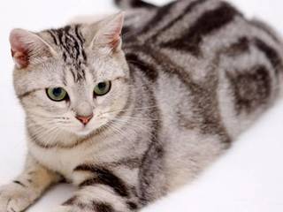 Cats: breed and color