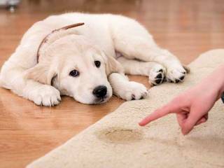 Teach the puppy to the street toilet