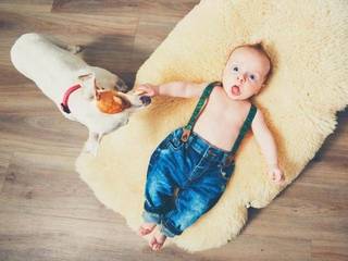 A dog and a baby in the same house - how to avoid problems