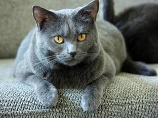 Cartesian cat (Chartreux)