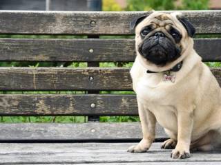 History of the Pug breed