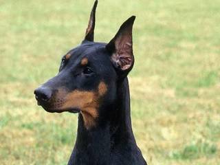 Dobermann (Dobermann Pinscher)