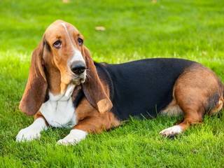 Do you want a fun and mischievous pet? Get a basset!