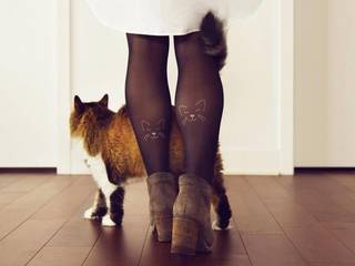 The Latest Cats' Tendance: What's Trending in Feline Fashion