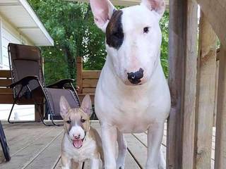 English Bull Terrier - breed history, description, content.