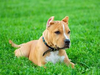 American Staffordshire terrier