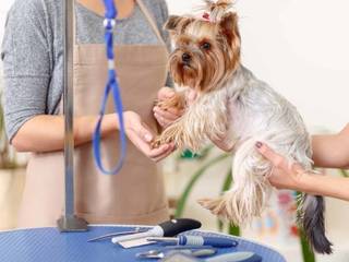 Purebred dogs require a good groomer