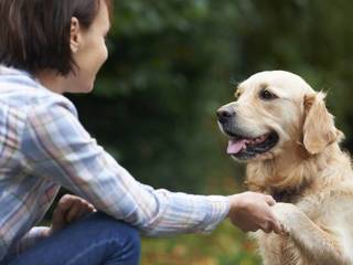 Understanding Dog Language and Communication Basics