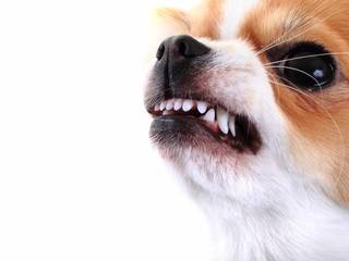 How to prevent aggression in dogs