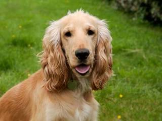 English Cocker Spaniel