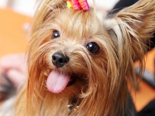 Yorkshire Terrier: Diseases