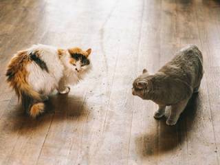 10 Ways to Deal With An Aggressive Cat